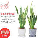 【選べる現品発送】サンスベリア ローレンティー 高さ75〜110cm前後 エッグ セメントポット 7号サイズ ツツチトセラン 空気清浄化機能の高い 開店祝い 開...