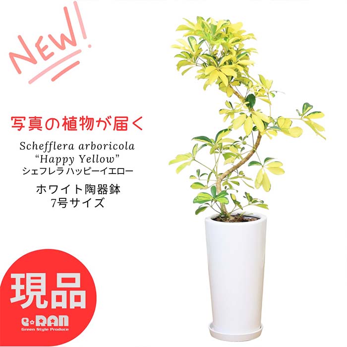 ＼ポイント2倍／【選べる現品発送】観葉植物 シェフレラ ハッピーイエロー 陶器鉢 白 7号サイズ 高さ約70～100cm S字樹形 ホンコン カポック 希少 黄斑 育てやすい 黄色い葉 アルボリコラ オクトパスツリー Schefflera arboricola “Happy Yellow” 父の日 早割