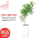 ＼ポイント2倍／【選べる現品発送】観葉植物 ファグラエア ベルテロアナ 高さ約100～110cm 陶器鉢 白 黒 7号サイズ シナアブラギリ Fagraea ハワイ 白い花 レイ 高級香水 重要な花 ハワイの首飾り 花 南国 リンドウ リビング インテリア ギフト お祝い 室内 開店祝い 希少