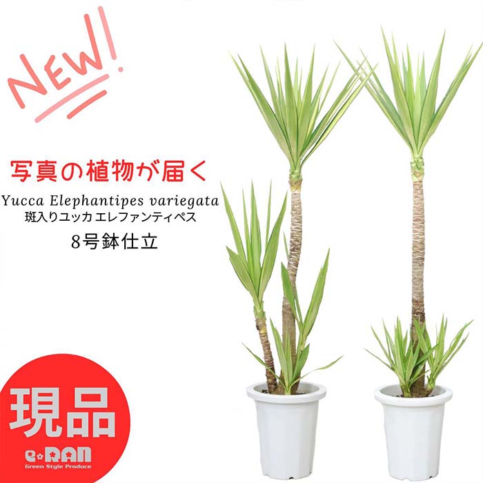 ＼ポイント2倍／ 斑入りユッカ エレファンティペス 8号鉢（青年の木）高さ約125～140cm Yucca elephantipes リュウゼツラン 個性的 風水 金運 仕事運 新築祝い 開業祝い 人気 ギフト 観葉植物 ふいり 大型 育てやすい植物 父の日 早割