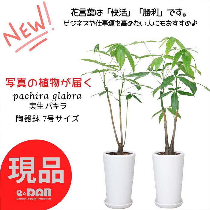 バキラ 【選べる現品発送】観葉植物 実生 パキラ 高さ約100~120cm 陶器鉢 7号サイズ 管理説明書 受皿付 肥料小袋プレゼント 育てやすい植物 新築祝い オススメ 縁起物 ぱきら Pachira 発財樹 記念日 初心者 送料無料 快活 開店祝い 開業祝い 観賞用