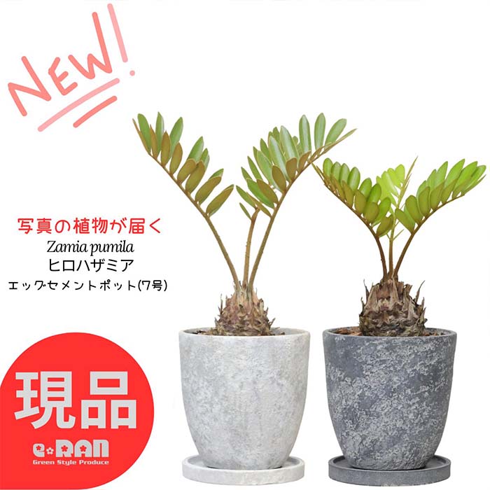 観葉植物 ソテツ ヒロハザミア 高さ40～55cm エッグセメントポット 7号サイズ おしゃれ 観葉植物 メキシコソテツ ザミア・フルフラケア プミラ メキシコ 蘇鉄 そてつ 育てやすい インテリア 小型