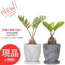 ソテツ 【選べる現品発送】観葉植物 ソテツ ヒロハザミア 高さ40～55cm エッグセメントポット 7号サイズ おしゃれ 観葉植物 メキシコソテツ ザミア・フルフラケア プミラ メキシコ 蘇鉄 そてつ 育てやすい インテリア 小型