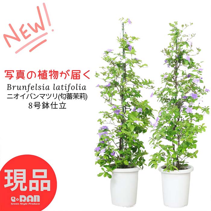 【選べる現品発送】 人気のニオイバンマツリ8号鉢 高さ約120～130cm (匂蕃茉莉) 庭木 花木 管理説明書 受皿付き 肥料小袋プレゼントさわやかな芳香の花 観葉植物 癒し系 アロマ ギフト ガーデニング シンボルツリー ベランダ 玄関 庭 Brunfelsia latifolia