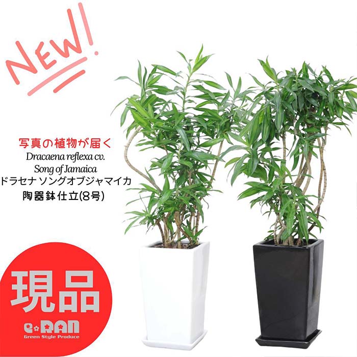 ドラセナ ＼ポイント2倍／【選べる現品発送】観葉植物 育てやすい ドラセナ ソングオブジャマイカ 陶器鉢 白 高さ約95～110cm前後 8号サイズ 人気 幸福の木 ジャマイカの歌 Dracaena reflexa cv.Song of Jamaica レフレクサ 室内 インテリイア 植物 リビンググリーン