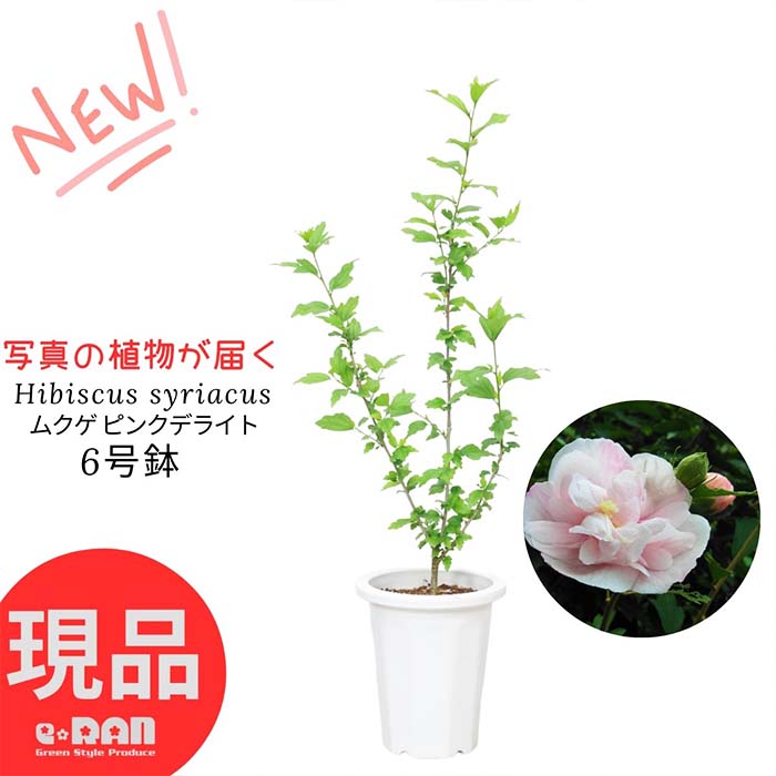 ハイビスカス 花の鉢植え 【選べる現品発送】 花木 苗 花芽付きあり ムクゲ ピンクデライト 八重咲き 6号鉢 高さ約70～85cm前後 管理説明書 夏の花木 フヨウ 鉢植え 薄紫 桃色 木槿 庭木 落葉樹 シンボルツリー ハイビスカスの仲間 開花期 6月～8月 ギフト 花 ガーデン 観葉植物 苗