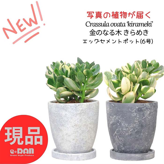 ＼ポイント2倍／【選べる現品発送】多肉植物 金のなる木 きらめき 高さ約25～35cm エッグセメントポット 6号サイズ 多肉 斑入 カゲツ 紅葉 夏型 クラッスラ コインツリー 丸い葉 かねのなるき カネノナルキ キラメキ 小鉢 観葉植物 テーブルグリーン 花 母の日