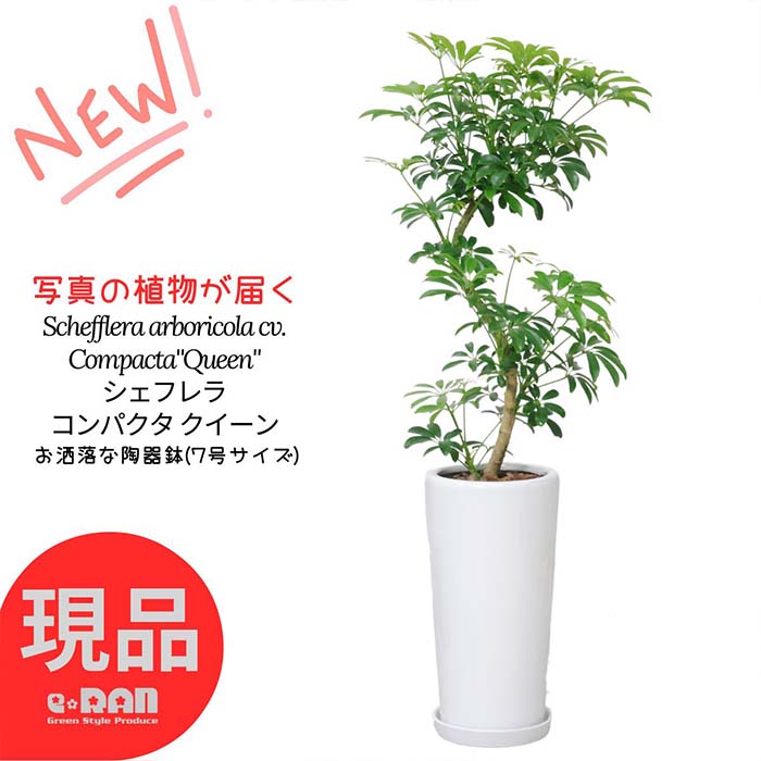 カポック ＼ポイント2倍／【選べる現品発送】観葉植物 シェフレラ コンパクタ クイーン 陶器鉢 曲がり樹形 S字樹形 おすすめ ホンコンカポック アルボリコラ カポック 初心者 耐寒性 オクトパスツリー 新築祝い