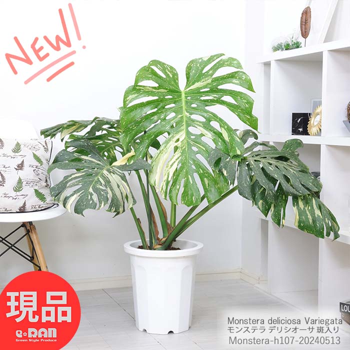 入手困難！観葉植物 無傷 美斑 モンステラ デリキオーサ 斑入り 高さ約107cm 10号鉢 モンステラ 極斑 大型 風水 金運アップ 湧き出る水 デリシオーサ バリエガータ 植物 Monstera deliciosa 鳳来蕉 ホウライショウ属 デリキオサ 穴の開いた葉 南国風【現品発送】