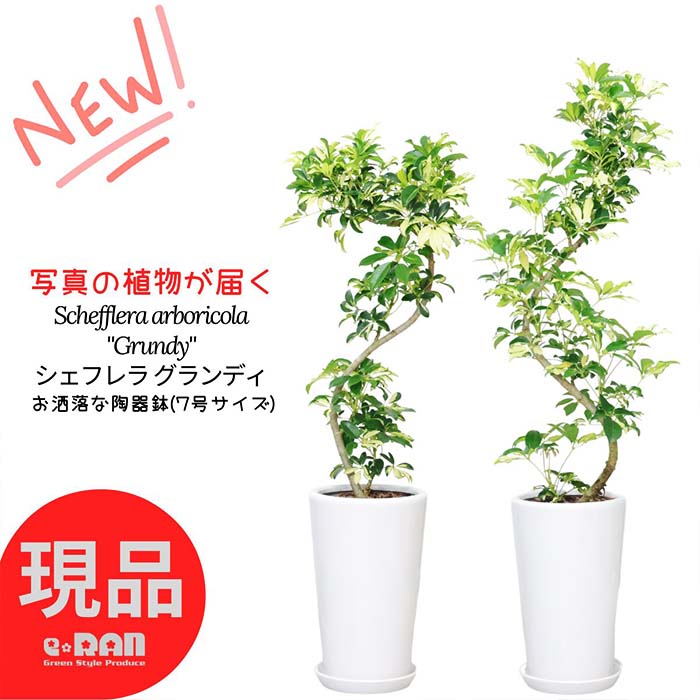 シェフレラ 観葉植物 【選べる現品発送】観葉植物 斑入り シェフレラ グランディ 高さ約100～120cm 陶器鉢 7号サイズ シェフレラ ホンコン カポック アルボリコラ 曲線 曲がり樹形 耐寒性 オクトパスツリー 黄色い葉 Schefflera arboricola"Grundy"