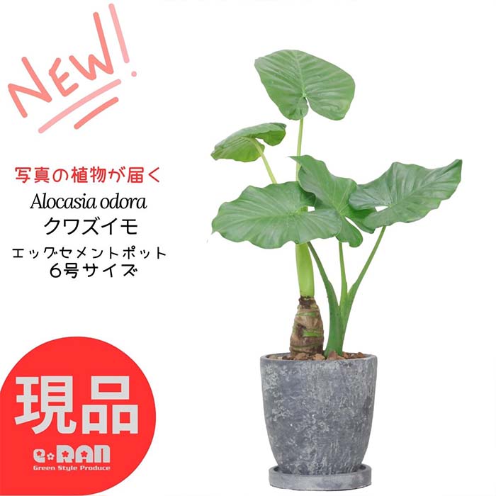 【選べる現品発送】 観葉植物 縁起の良い子持ち クワズイモ 高さ約50～60cm エッグセメントポット 6号サイズ 人気のインテリア くわずいも アロカシア ハート形の葉 出世芋 トトロの傘 送料無料 Alocasia odora 開店祝い ギフト 小さい 夏ギフト 厳選のサムネイル