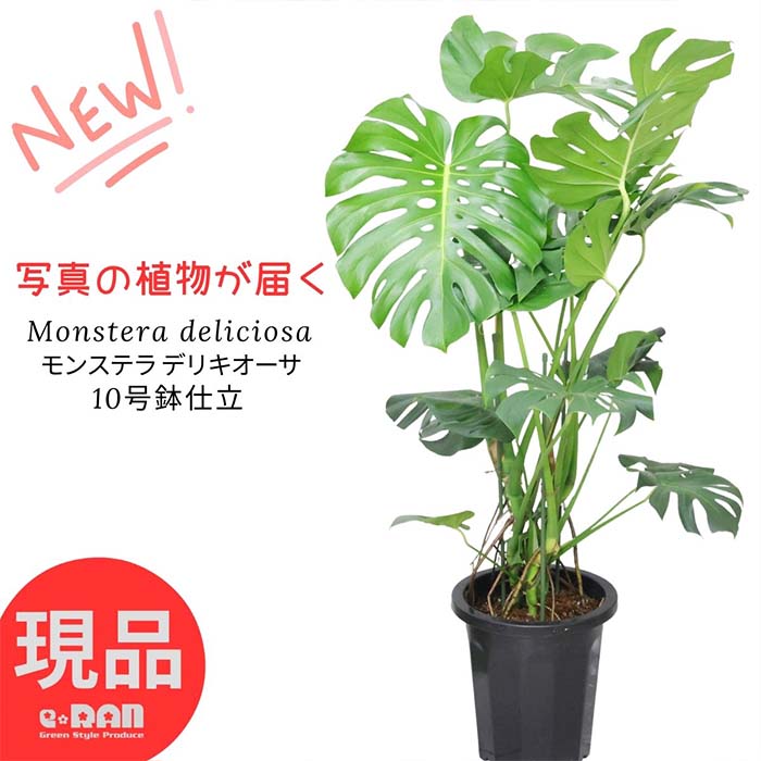 yIׂ錻iz lC Xe fLI[T 10 130~160cm d 傫ȗt ϗtA ^  ^Abv JXj ړ]j j No鐅 fVI[T fLIT Monstera deliciosa P zECVE ̊Jt 썑