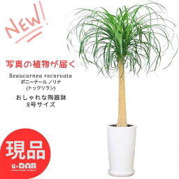 ポニーテール ＼ポイント2倍／【選べる現品発送】 幹太 観葉植物 ポニーテール ノリナ(トックリラン) 陶器鉢 8号サイズ 高さ約100～150cm 耐寒性 Nolina 古木 徳利蘭ボトルツリー 壺植物 多肉植物 塊根植物 大型 個性的な植物 インテリアグリーン おしゃれ 育てやすい 人気 植物