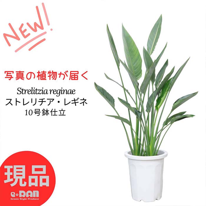 【選べる現品発送】 観葉植物 大型 ストレリチア レギネ 極楽鳥花 10号鉢 高さ約120～140cm 3株 バショウ科 ストレリチア属 Strelitzia reginae レギナエ レギネー レジーネ ゴクラクチョウカ 庭木 庭植え バードオブパラダイス 新築祝い