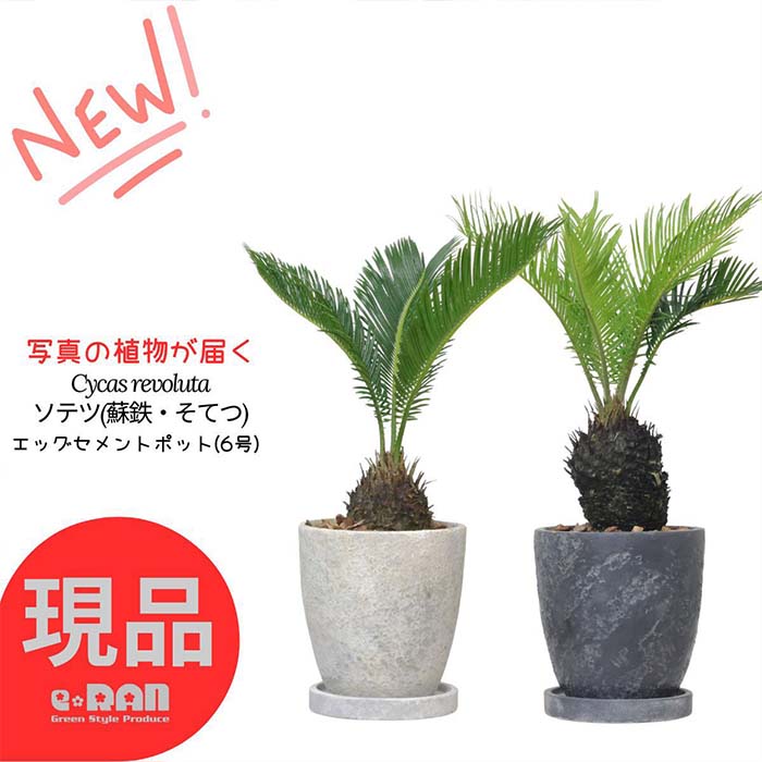 ヤシ 【選べる現品発送】観葉植物 ソテツ(蘇鉄・そてつ) エッグセメントポット 6号サイズ 高さ約40～70cm 蘇鉄 そてつ おしゃれな鉢 小さい 小型 育てやすい 植物 インテリアグリーン 南国 Cycas revoluta 庭木 記念樹 ヤシ 鉄樹