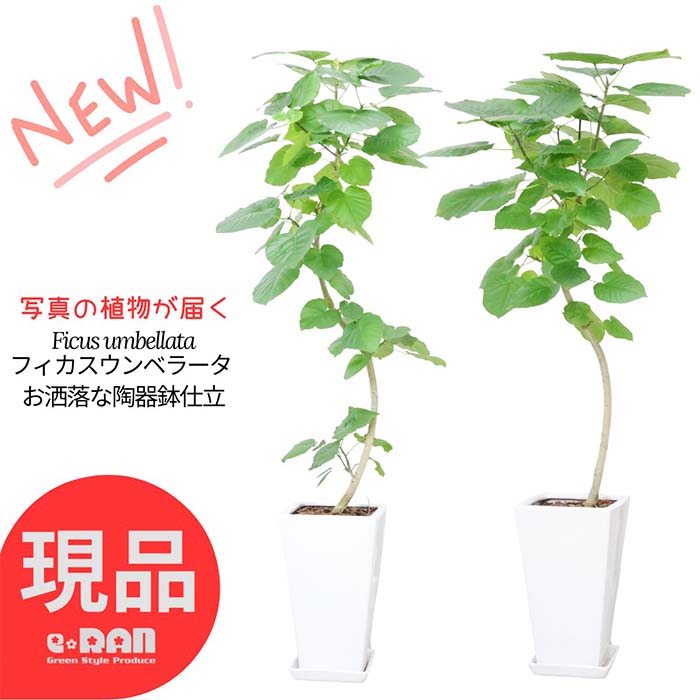 ＼ポイント2倍／観葉植物 大型 フィカス ウンベラータ 9号サイズ 陶器鉢 白 丸鉢 角鉢 高さ120～150cm 曲がり樹形 自然樹形 おしゃれ 結婚祝い 夫婦愛 記念日 ゴム婚式 人気 お祝い 新築祝い 贈り物 鉢植え 育て易い Ficus umbellata ハート形 永久の幸せ