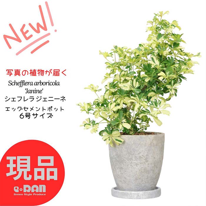 ＼ポイント2倍／【選べる現品発送】 観葉植物 斑入り シェフレラ ジェニーネ 高さ約45~60cm エッグセメントポット 6号サイズ 曲がり樹形 金魚葉カポック 枝変わり 金魚の尾のような形 希少 レナータ ハートリーフ 盆栽 個性的 小さい ミニ Schefflera arboricola 'Janine'