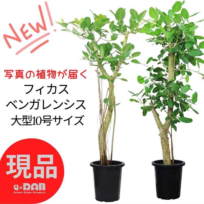 フィカス（ゴム） ＼ポイント2倍／【選べる現品発送】観葉植物 大型 フィカス ベンガレンシス 10号鉢 高さ約160～185cm 朴仕立 幹太 ゴムの木 ギフト お祝い 人気 おしゃれ ベンガルボダイジュ ベンガル ボダイジュ 菩提樹 ゴムノキ シンボルツリー バニヤンツリー Ficus benghalensis