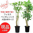 \ポイント2倍/【選べる現品発送】観葉植物 大型 フィカス ベンガレンシス 10号鉢 高さ約160〜185cm 朴仕立 幹太 ゴムの木 ギフト お祝い 人気 お...