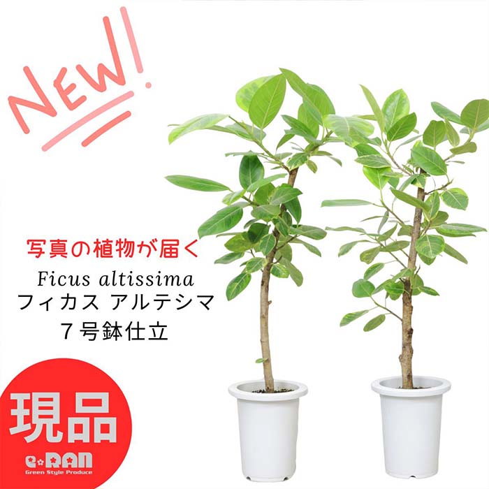 フィカス（ゴム） ＼ポイント2倍／【選べる現品発送】観葉植物 ゴムの木 フィカス アルテシマ 7号鉢 高さ97cm 朴 自然樹形 曲がり樹形 Ficus altissima バリエガタ アルテ ゴムの木 アルテシーマ ゴムノキ 黄色 斑入り ライムグリーングリーン 永遠の幸福 ゴム婚式【現品発送】 父の日 早割