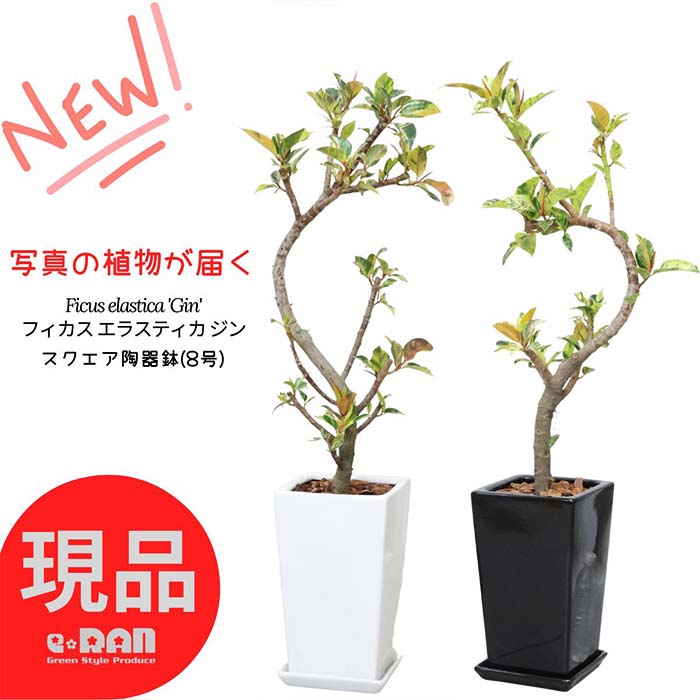 フィカス（ゴム） 【選べる現品発送】観葉植物 斑入り フィカス エラスティカ ジン 高さ約100～120cm 8号サイズ 陶器鉢 白 黒 スクエア 管理説明書 受皿付き 肥料小袋プレゼント 入手困難 ゴムの木 散り斑 斑入り Ficus elastica 'Gin' 流通の少ない 希少種 シンボルツリー