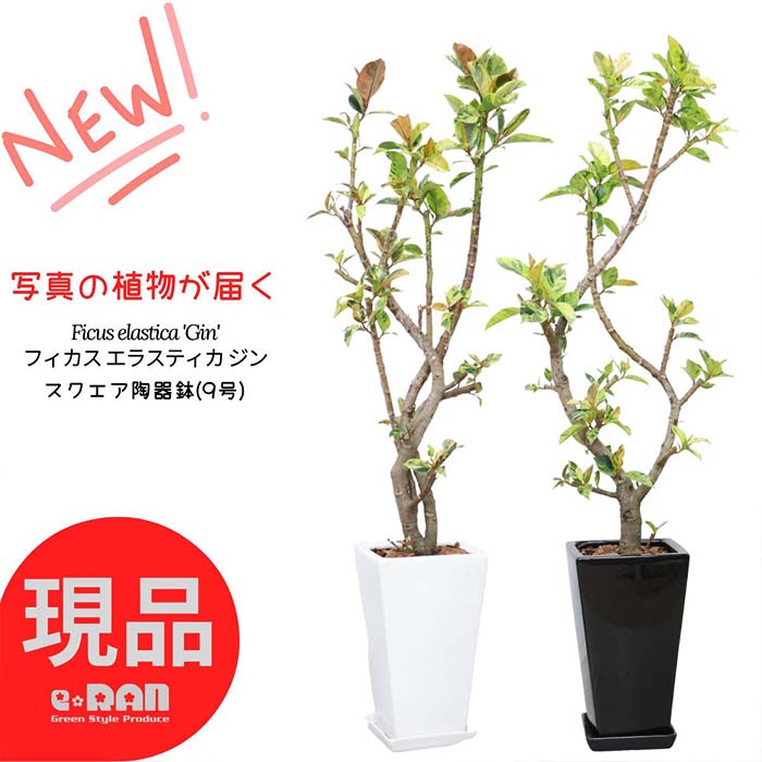 フィカス（ゴム） 【選べる現品発送】観葉植物 大型 斑入り フィカス エラスティカ ジン 高さ約130～140cm 9号サイズ 陶器鉢 白 黒 スクエア 管理説明書 受皿付き 肥料小袋プレゼント 入手困難 ゴムの木 散り斑 斑入り Ficus elastica 'Gin' 流通の少ない 希少種 シンボルツリー