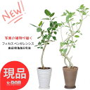 【選べる現品発送】観葉植物 ゴムの木 ベンガレンシス 8号鉢 120〜160cm前後 高級樹脂製 曲がり樹形 自然樹形 人気 おしゃれ ベンガル フィカス ベン...