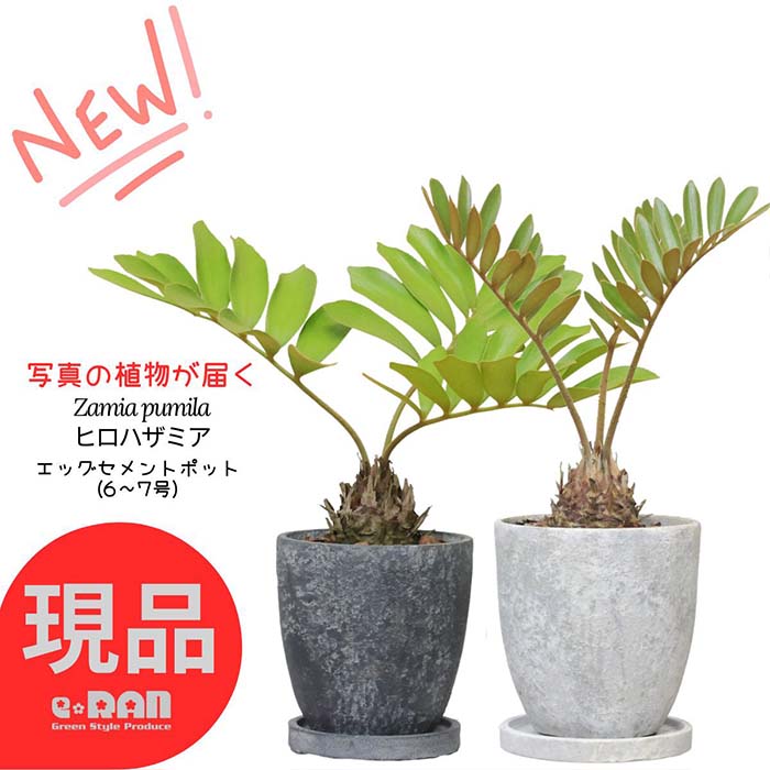 楽天市場】メキシコソテツ ザミア(花・ガーデン・DIY)の通販 楽天市場】メキシコソテツ ザミア(花・ガーデン・DIY)の通販