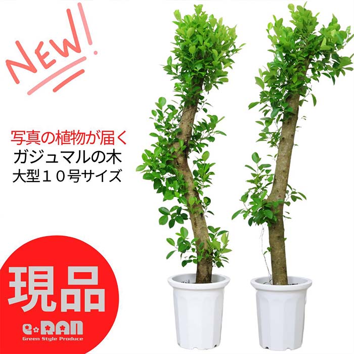 楽天市場】ガジュマル(サイズ(植木鉢)10 ~ 12号)の通販 楽天市場】ガジュマル(サイズ(植木鉢)10 ~ 12号)の通販