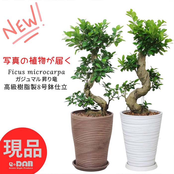 楽天市場】ガジュマル 沖縄(観葉植物|花・観葉植物):花 楽天市場】ガジュマル 沖縄(観葉植物|花・観葉植物):花