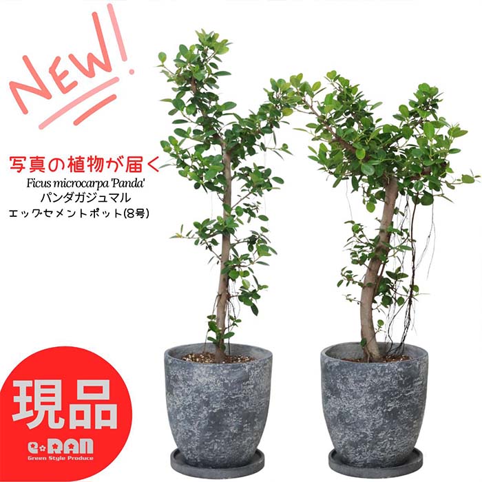 楽天市場】セット(種類(植物)ガジュマル・高さ(植物)71 楽天市場】セット(種類(植物)ガジュマル・高さ(植物)71