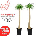【選べる現品発送】観葉植物 大型 ポニーテール 10号鉢 高さ約118~170m 幹太 ノリナ(トックリラン) 管理説明書 受皿付き 肥料小袋プレゼント 耐寒性 Nolina 古木 徳利蘭ボトルツリー 壺 多肉 塊根 観葉植物 個性的 おしゃれ 厳選