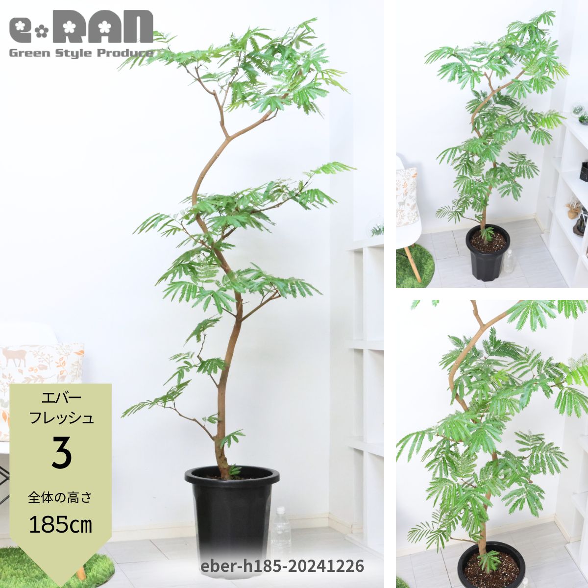 s*︎様 エバーフレッシュ　曲がり　観葉植物　約107センチ　2 エバーフレッシュ 曲がり -Type2 【大特価】 | HITOTOKI by