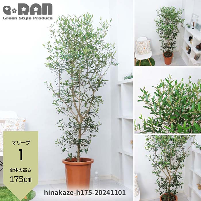 オリーブ 約180cm シンボルツリー おりーぶ 048035 大株|植木、庭木 オリーブ 約180cm シンボルツリー おりーぶ 048035 大株|植木、庭木