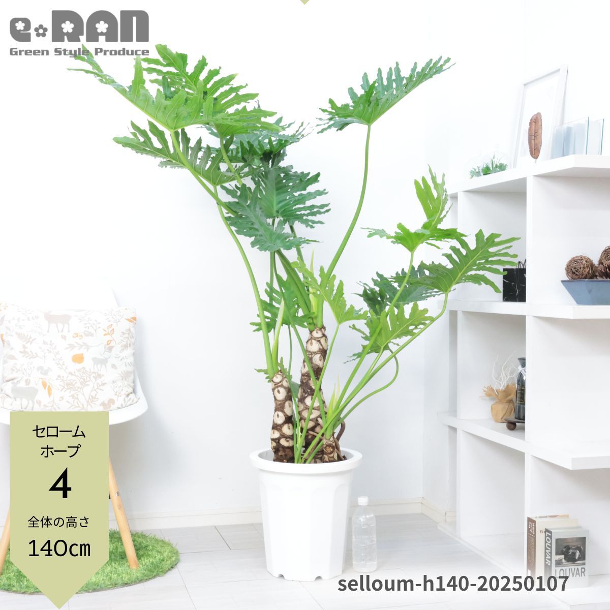 楽天市場】大型(種類(植物)セローム)(観葉植物|花・観葉 楽天市場】大型(種類(植物)セローム)(観葉植物|花・観葉