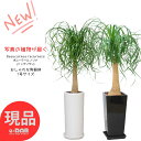 【選べる現品発送】ポニーテール ノリナ(トックリラン) 陶器鉢 白 黒 7号サイズ 高さ約75〜120cm前後 ホワイト ブラック 幹太 耐寒性 Nolina ...