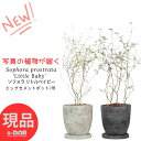 【選べる現品発送】 観葉植物 ソフォラ リトルベイビー 高さ約60〜85cm エッグセメントポット 7号サイズ 受皿付き おしゃれ 人気 大きな メルヘンの木 ...