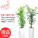 【選べる現品発送】観葉植物 ガジュマル 高さ110〜135cm 7号〜8号サイズ 陶器鉢 角鉢 丸鉢 白 黒 幹太 原木仕立 管理説明書付き 受皿付き 肥料小袋...
