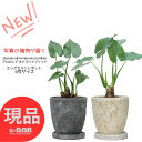 【選べる現品発送】希少 アロカシア オドラ ハイブリッド 高さ約30~50cm エッグセメントポット 6号サイズ 人気インテリア くわずいも 観葉植物 クワズイ...
