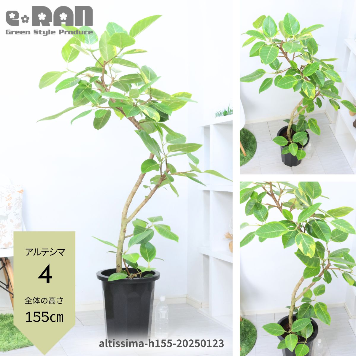 希少】フィカス アフリカンプリンス Lサイズ 観葉植物 calm cafe 希少】フィカス アフリカンプリンス Lサイズ 観葉植物 calm cafe