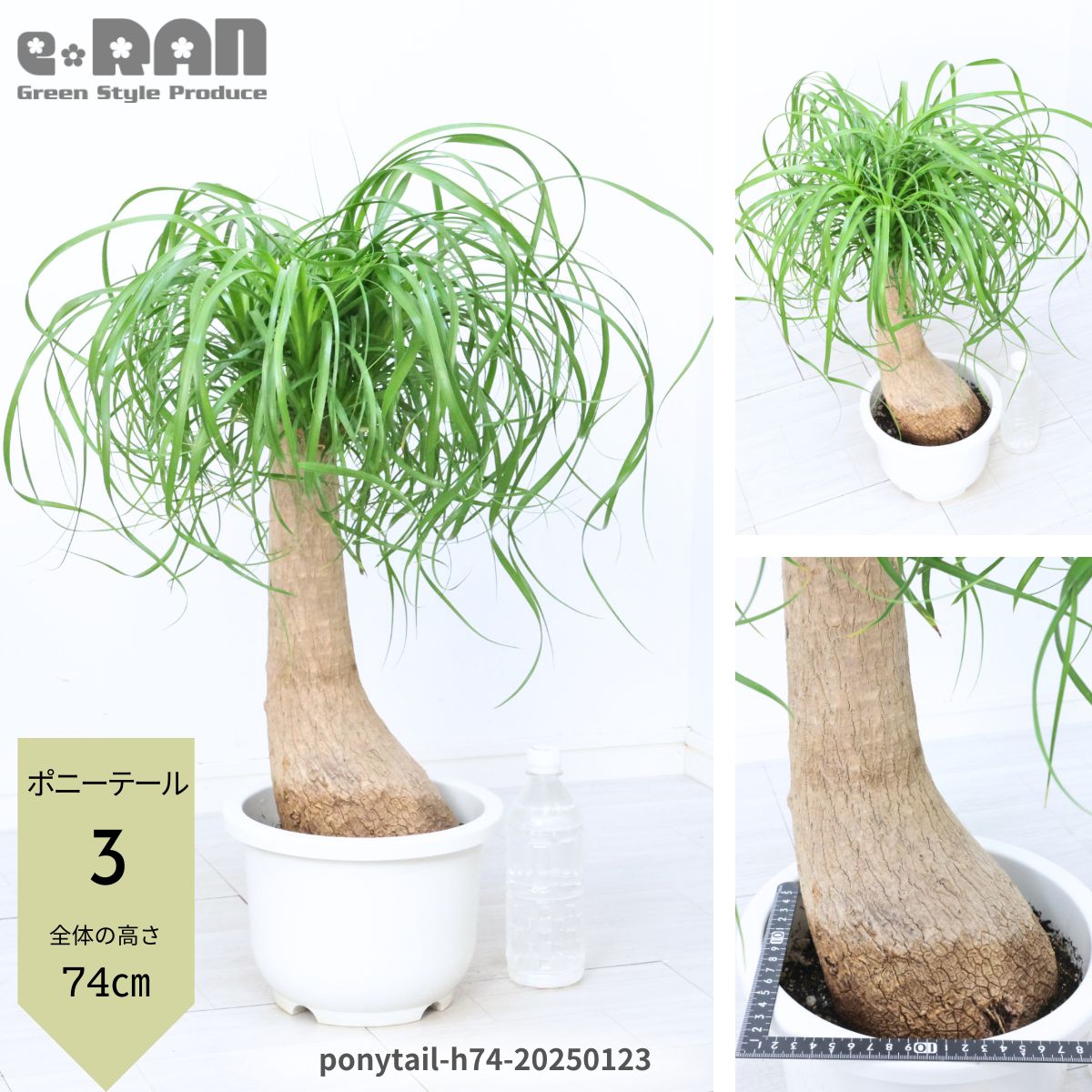 楽天市場】トックリヤシ(高さ(植物)71 ~ 130.9cm)(観葉 楽天市場】トックリヤシ(高さ(植物)71 ~ 130.9cm)(観葉