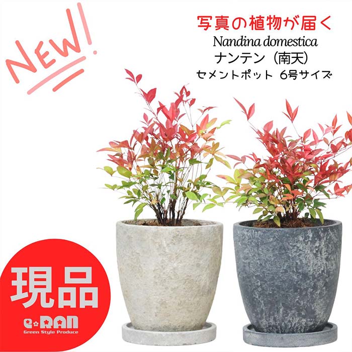 【選べる現品発送】庭木 花木 縁起の良い ナンテン 南天の木 高さ約30〜40cm前後 エッグセメントポット 6号サイズ 自然樹形 南天燭 漢方 正月 赤い葉 人気 可愛い 常緑性 生け垣向き 日陰でも育つ 盆栽向き 初心者でも育てやすい Nandina domestica