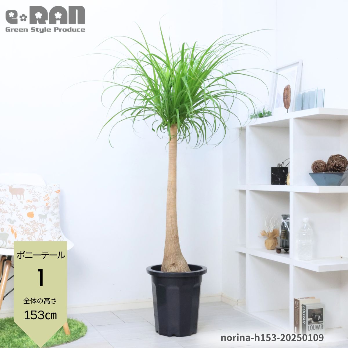 楽天市場】ポニーテール(観葉植物|花・観葉植物):花 楽天市場】ポニーテール(観葉植物|花・観葉植物):花