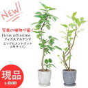 【選べる現品発送】フィカス アルテシーマ 高さ120〜140cm エッグセメントポット 8号サイズ 曲がり樹形 自然樹形 多幹樹形 観葉植物 管理説明書 受皿付...