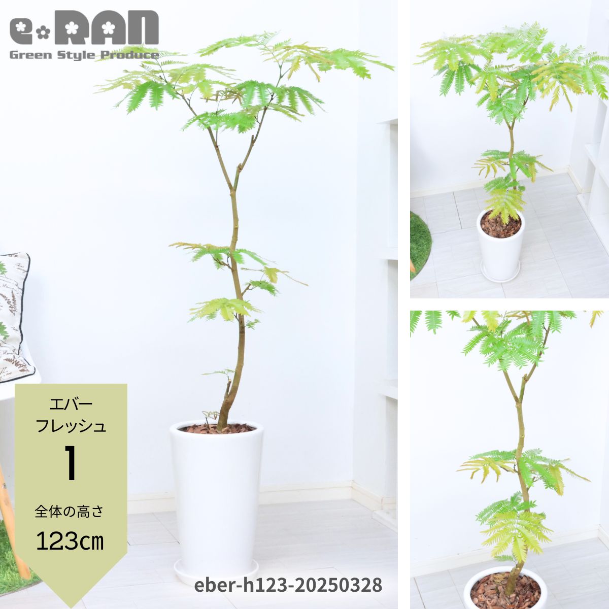 楽天市場】エバーフレッシュ(高さ(植物)71 ~ 130.9cm 楽天市場】エバーフレッシュ(高さ(植物)71 ~ 130.9cm