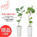 【選べる現品発送】ココロバ (心葉) 陶器鉢 白 7サイズ 高さ90〜100cm シーグレープ 観葉植物 室内 おしゃれ インテリアグリーン 丸い形の葉 おすす...