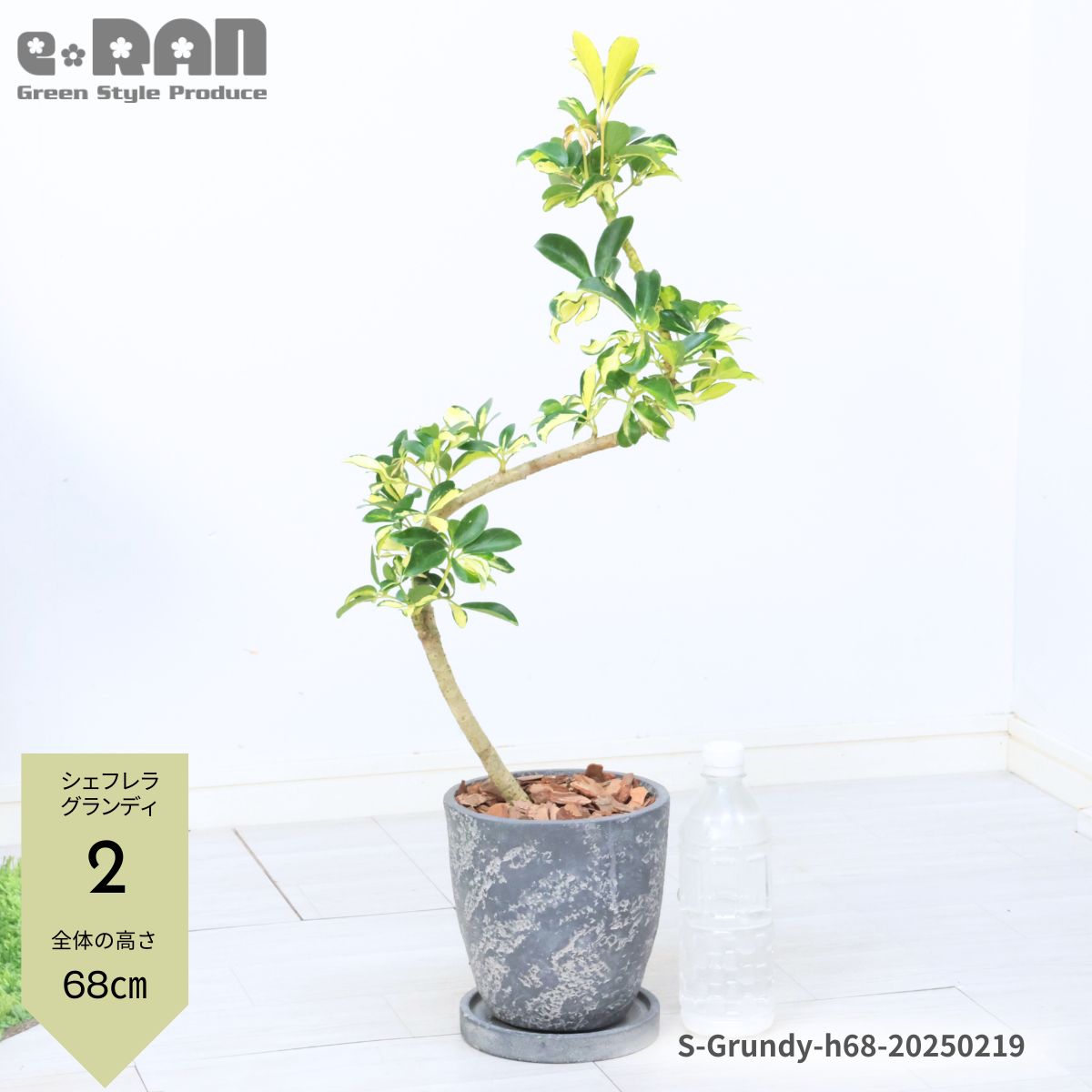 楽天市場】観葉植物 シェフレラ(高さ(植物)~ 70.9cm)の通販 楽天市場】観葉植物 シェフレラ(高さ(植物)~ 70.9cm)の通販