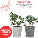 【選べる現品発送】コパンダ ガジュマル エッグセメントポット 6号サイズ 高さ約30〜45cm レア 希少種 フィカス ギフト パンダ 観葉植物 ガジュマル ド...