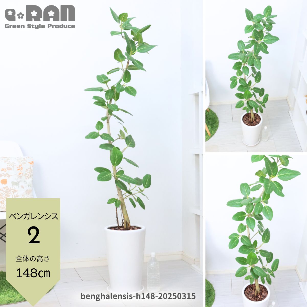 楽天市場】140cm（種類（植物）ゴムの木）（観葉植物｜花・観葉