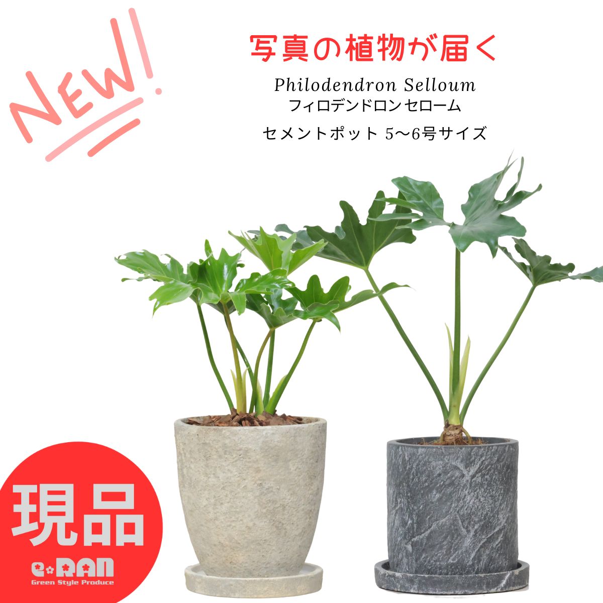 楽天市場】フィロデンドロン セローム(観葉植物|花・観葉植物 楽天市場】フィロデンドロン セローム(観葉植物|花・観葉植物